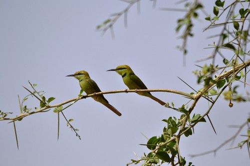 African Green Bee-eater adult and immature - April 2011 - Segou, Mali