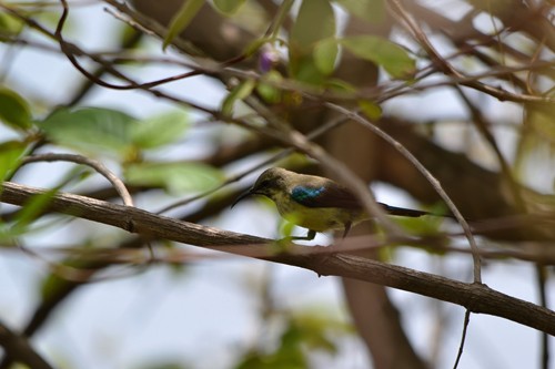 Pygmy Sunbird, Male inter-bridal