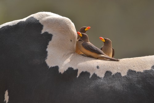 Yellow-Billed Oxpecker