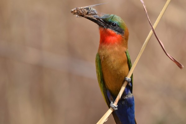 Red-throated Bee-eater holding a prey (cicada)