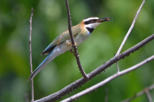 White-throated Bee-eater feeding on an insect