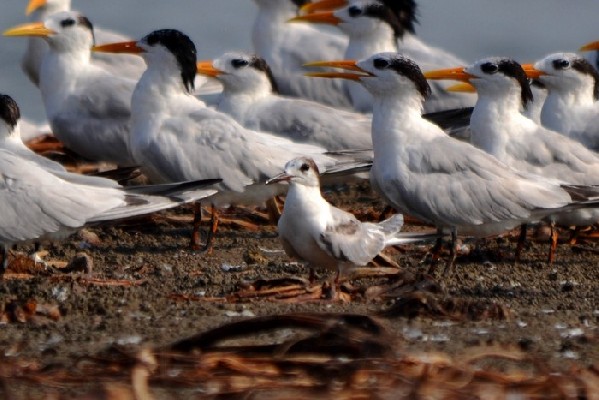 White-winged Tern in a flock of Royal Terns