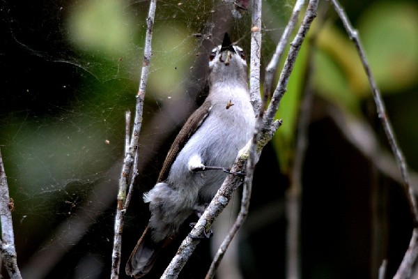 Mouse-brown Sunbird, feeding on a cobweb