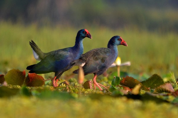 African Swamphens