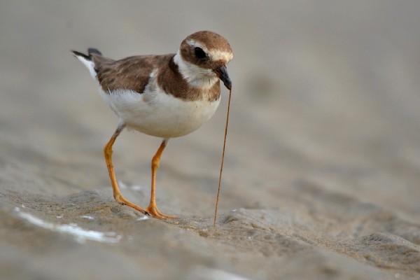 Common Ringed Plover, feeding on a long worm