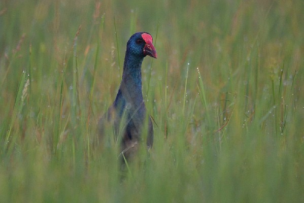 African Swamphen, early in the morning in a foggy atmosphere (due to Harmattan wind)