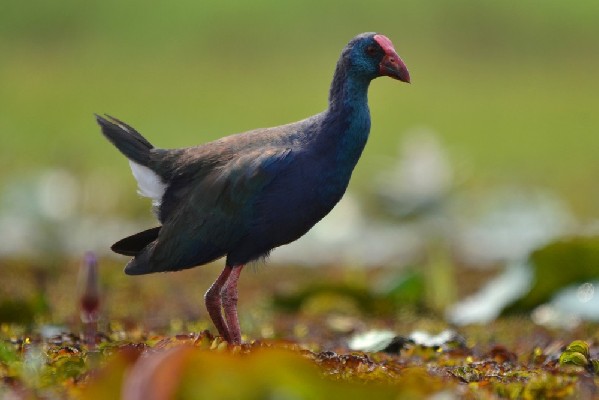 African Swamphen, close-up