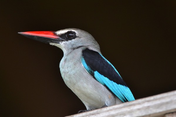 Close-up of Woodland Kingfisher