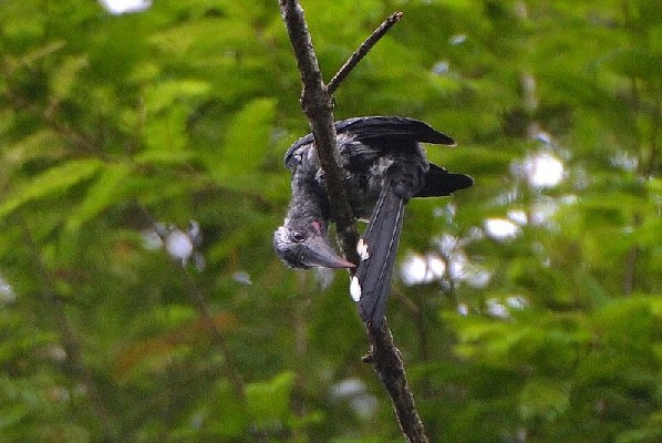 Black Dwarf Hornbill