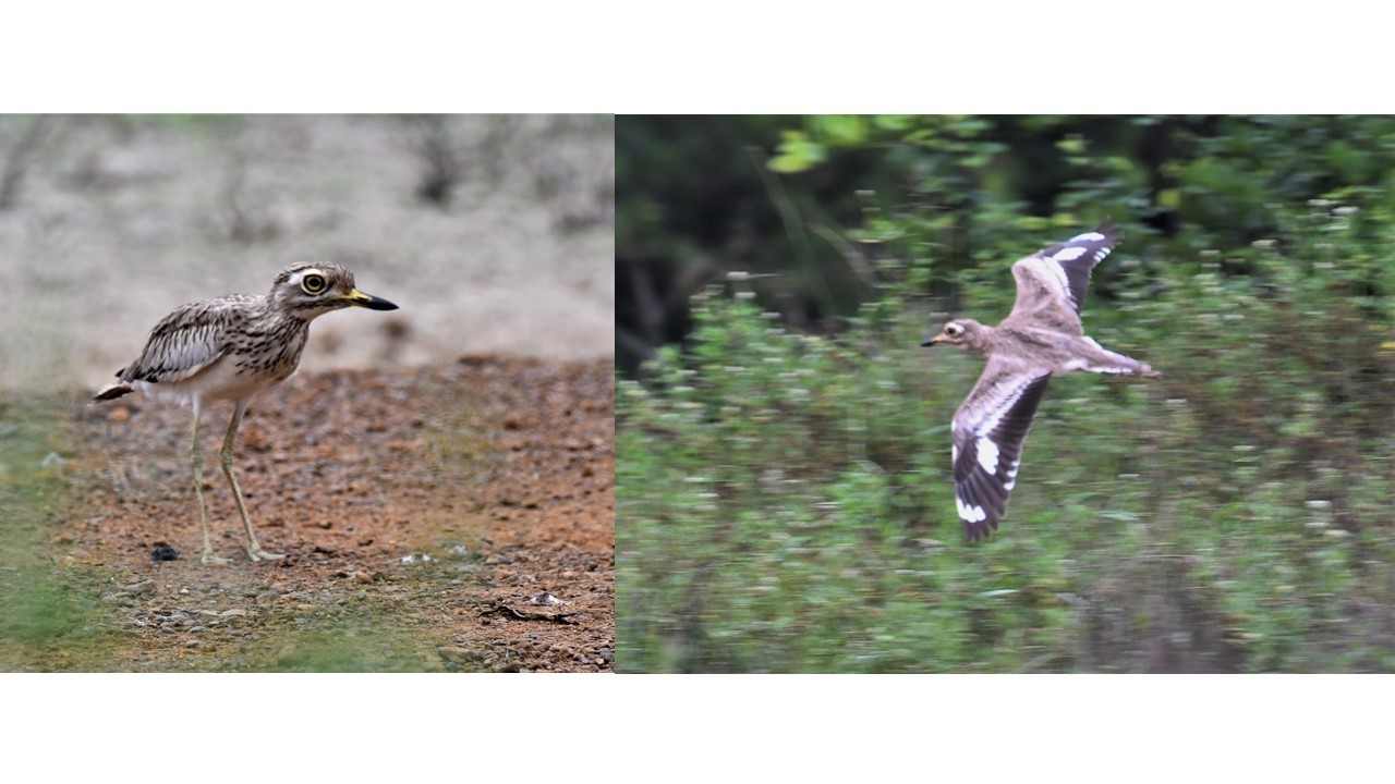 Senegal Thick-knee outside from the distribution range - Documentary photos