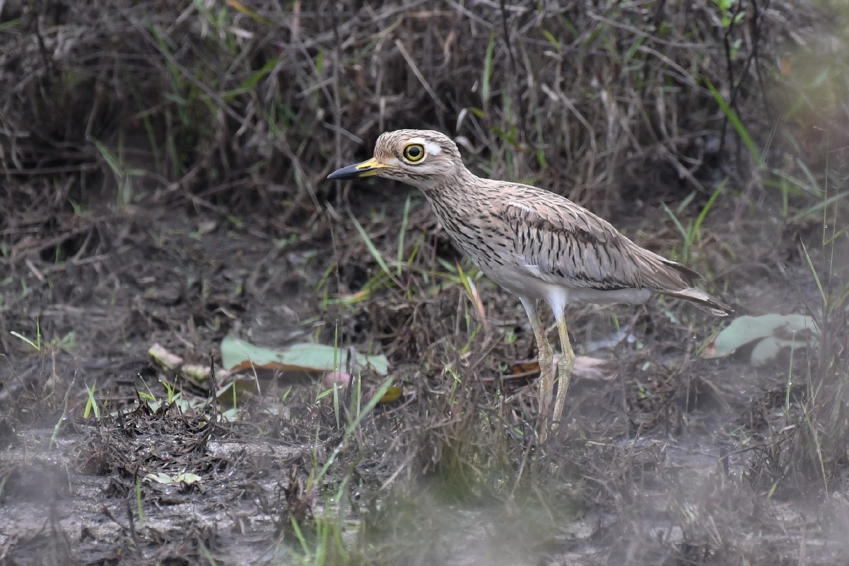 Senegal Thick-knee outside from the distribution range