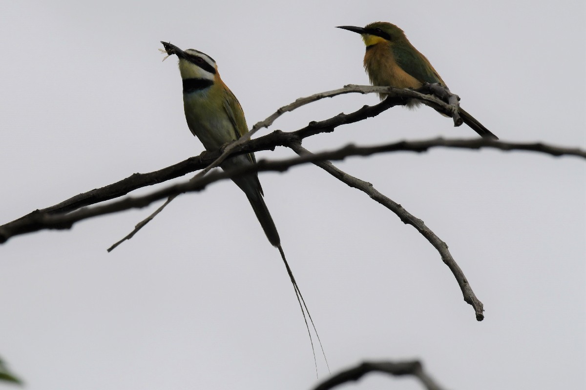 White-throated & Little Bee-eaters