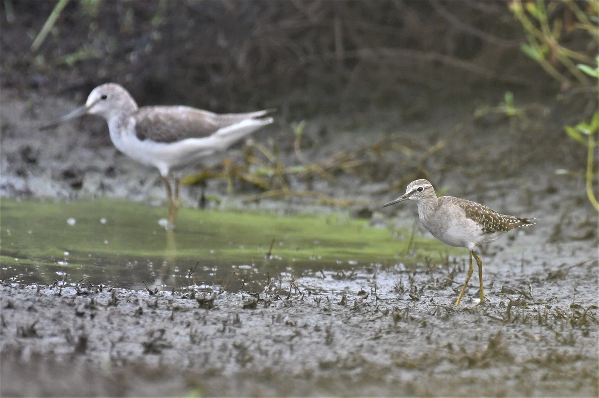 Wood Sandpiper with a Common Greenshank