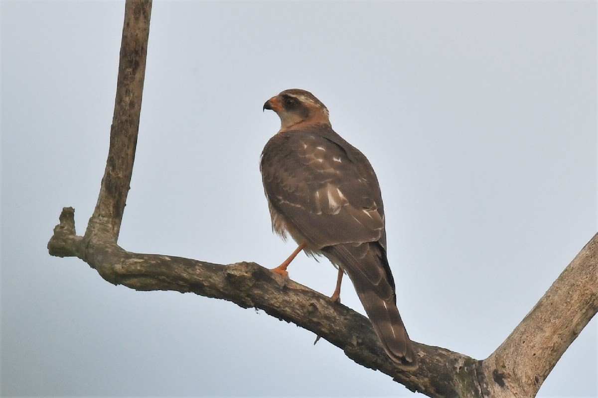 Ovampo Sparrowhawk, rufous breasted form