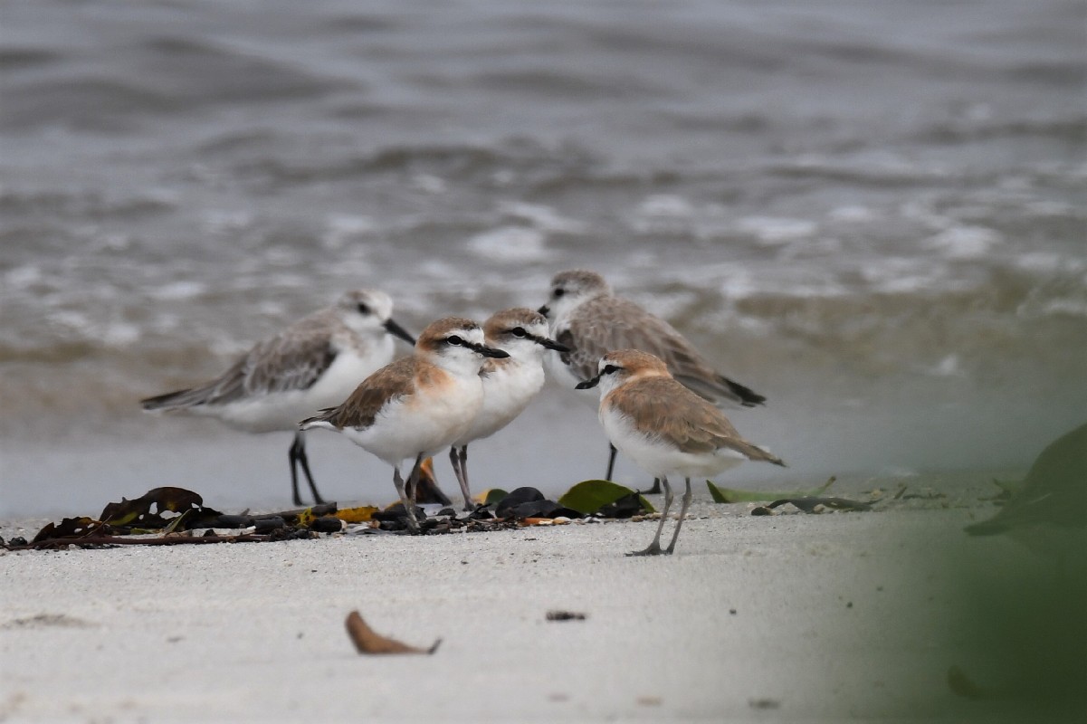 White-fronted Plovers