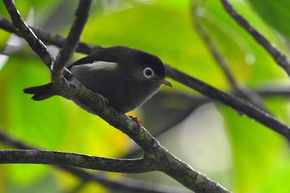 Black-capped Speirops