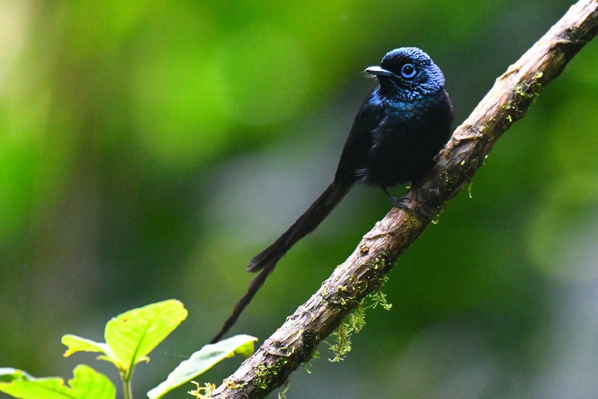 Sao Tome Paradise Flycatcher