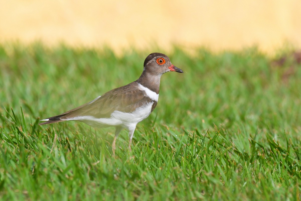 Forbes's Plover