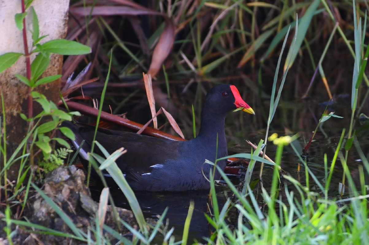 Common Moorhen - Confirmation of presence and breeding of the  species in Gabon