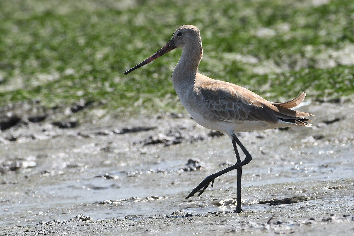 Black-tailed Godwit [confirmed record, 10 April 2021]