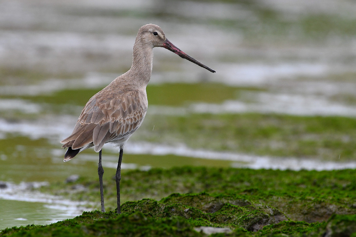 Black-tailed Godwit [confirmed record, 24 April 2021]