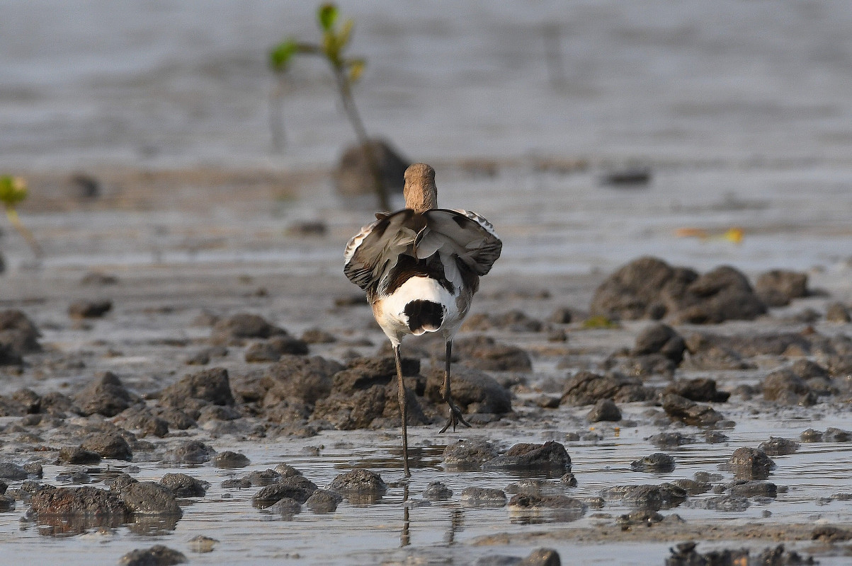 Black-tailed Godwit lost in Gabon for more than five months [confirmed record, 30 January–03 July 2021]