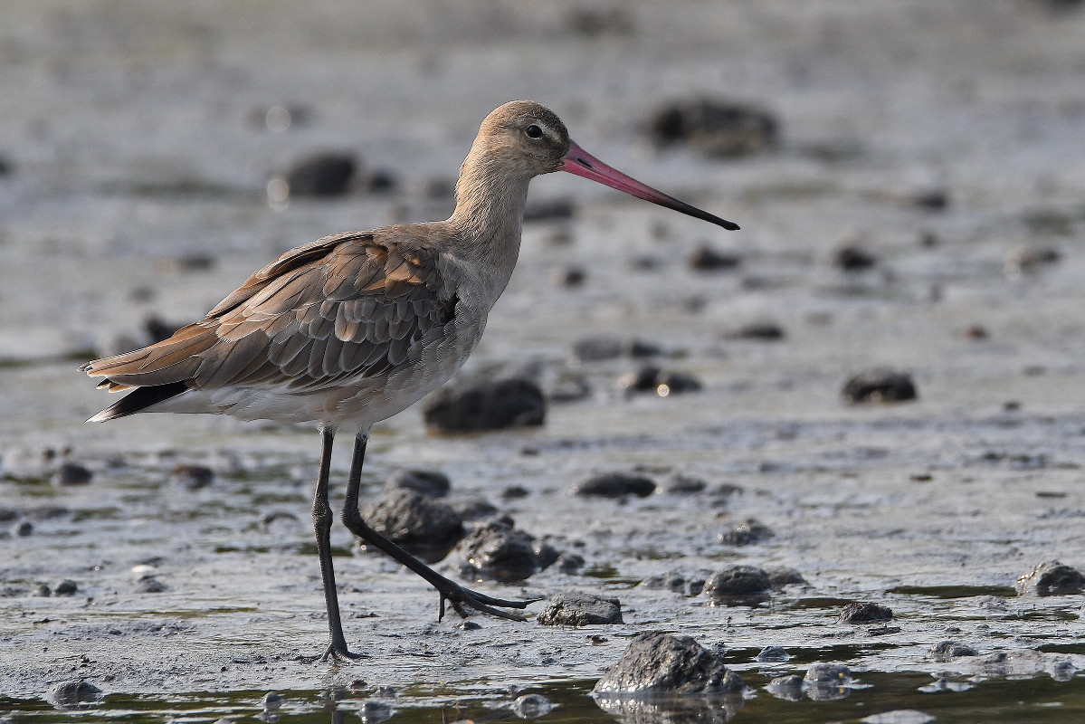 Black-tailed Godwit lost in Gabon for more than five months [confirmed record, 30 January–03 July 2021]