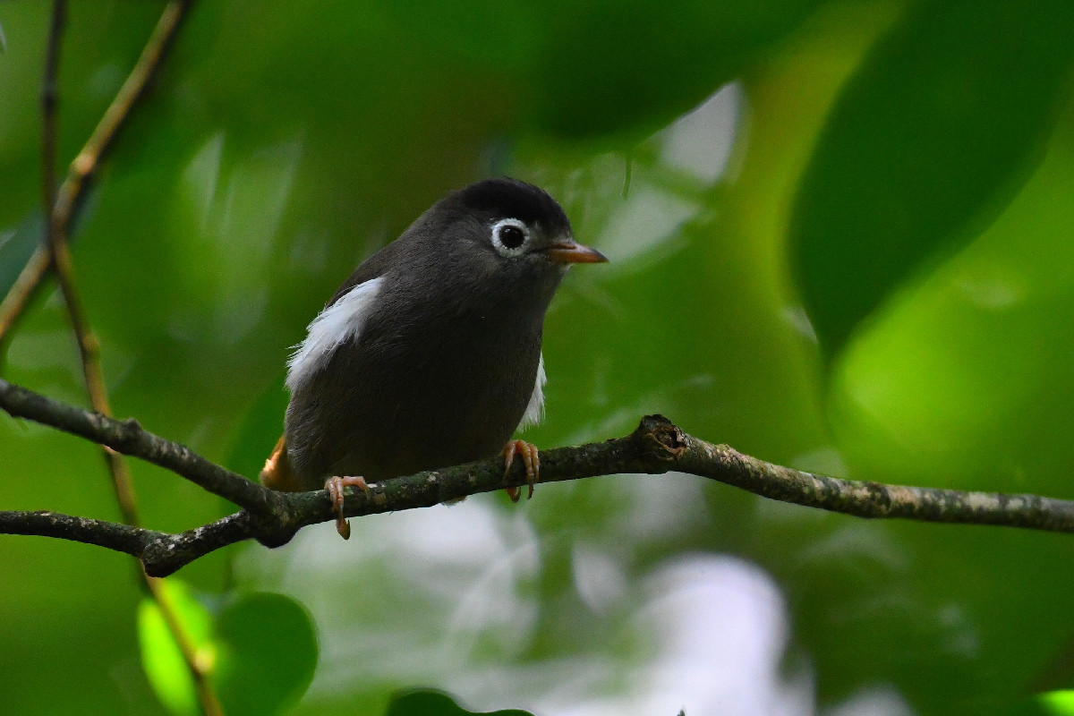 Black-capped Speirops