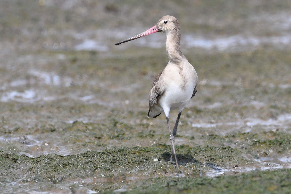 Black-tailed Godwit lost in Gabon for seven months [confirmed record, 30 January–28 August 2021]