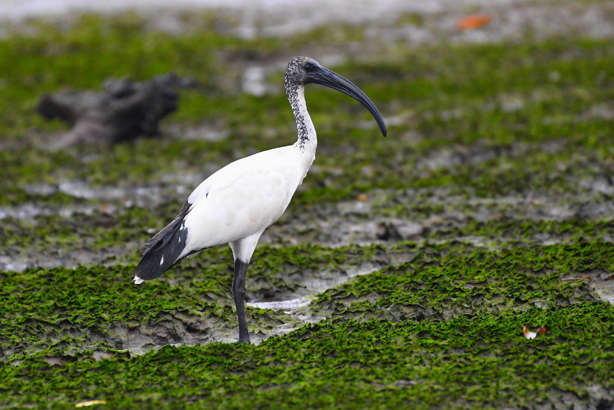 African Sacred Ibis