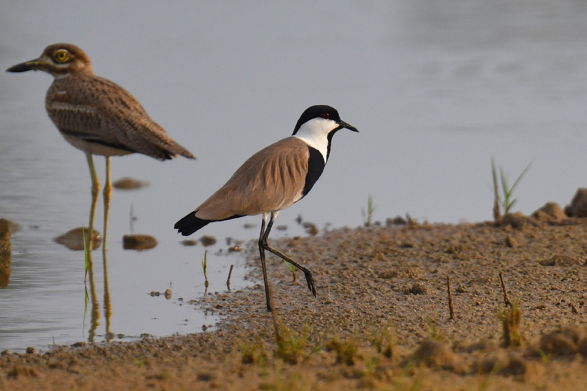 Vagrant Spur-wing Lapwing / 2nd record for Gabon