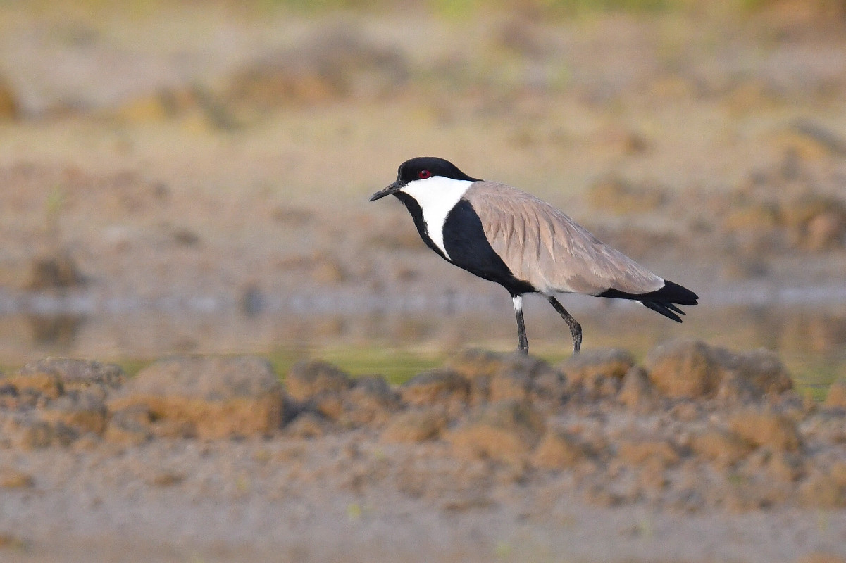 Vagrant Spur-wing Lapwing / 2nd record for Gabon