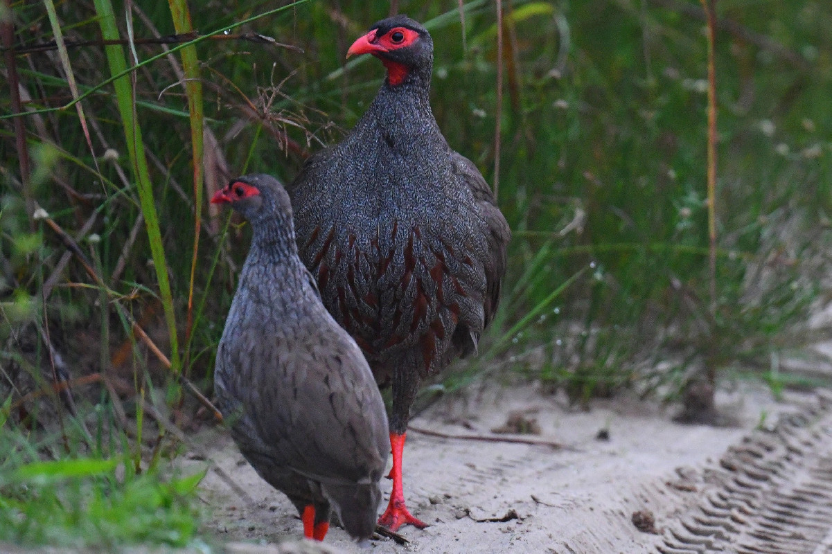Red-necked Spurfowl