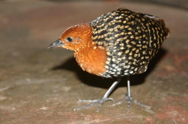 Buff-spotted Flufftail