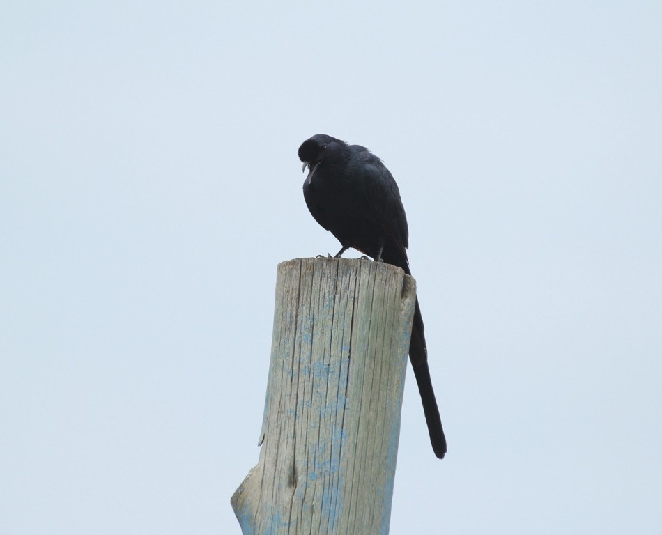 Bristle crowned starling perched on electric wooden post