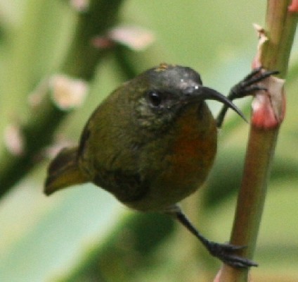 Olive Sunbird > Nectarinia Olivacea (790)