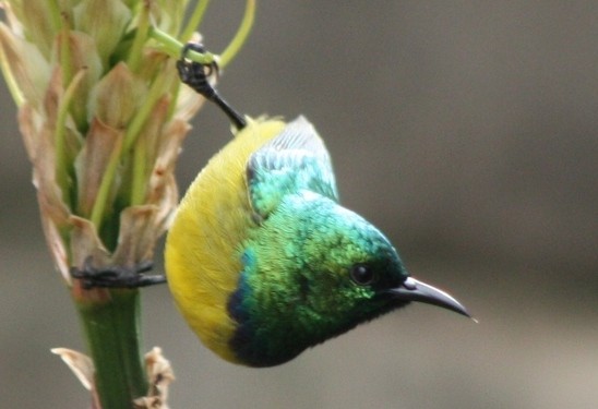 Collared Sunbird > Anthreptes collaris  (793)