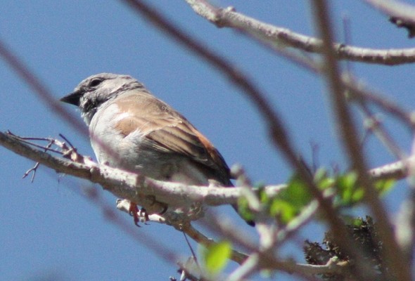Greyheaded Sparrow (804)
