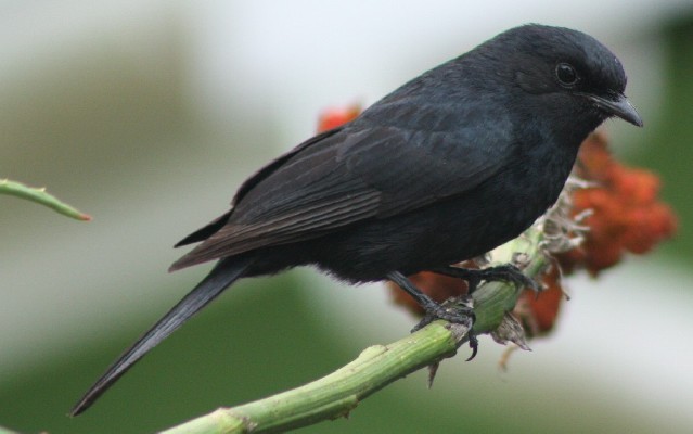 Souther Black Flycatcher
