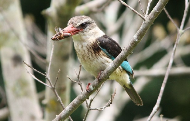 Brown hooded Kingfisher feeding on a cricket