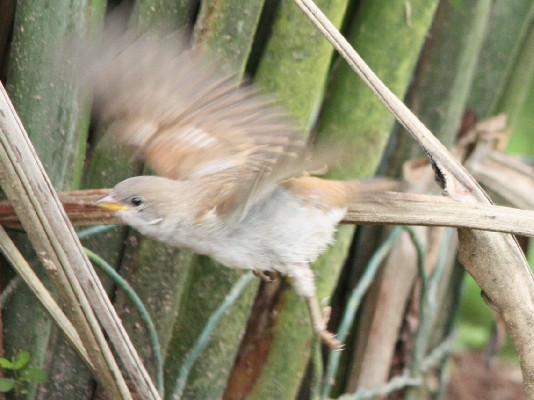 Grey Headed Sparrow in flight with damaged leg
