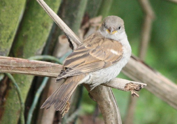 Grey Headed Sparrow with damaged leg