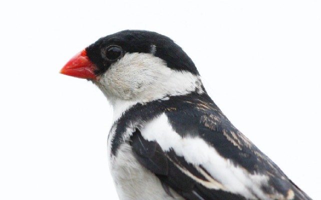 Male Pin-Tailed Whydah Close-up head