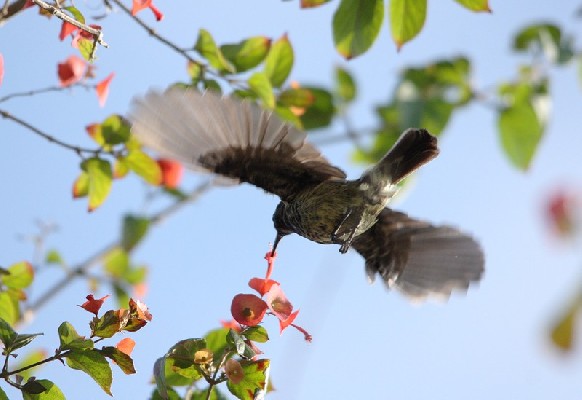 Amethyst Sunbird Feeding in-Flight