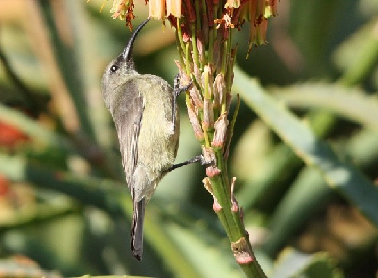 Female Double-Collared Sunbird