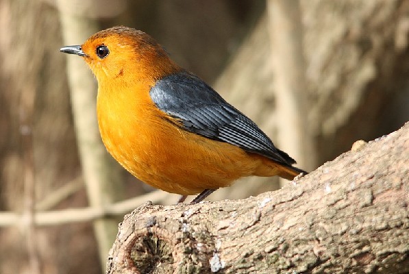 Red-capped Robin Chat