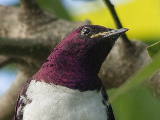 Violet-backed Starling - Portrait