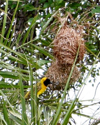 Lesser Masked Weaver