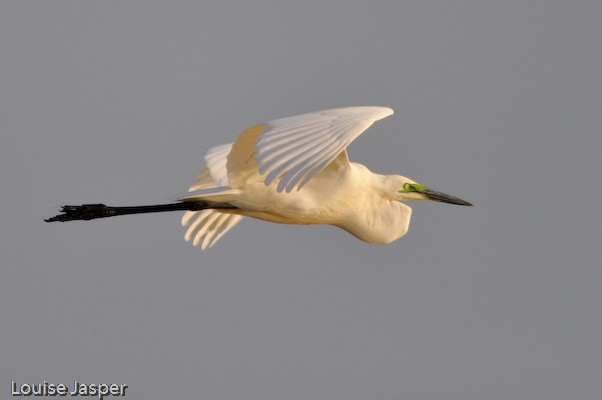 A great egret flies past our boat on the Manombolomaty lakes
