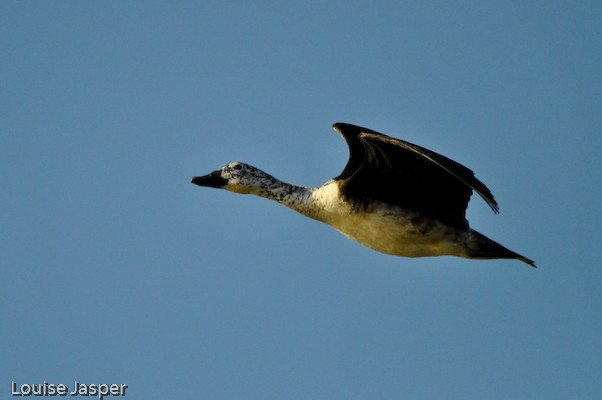 Comb duck in flight